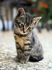 Pet Grooming Services In India
