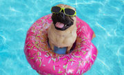 Best Pet Grooming Expert Services in India