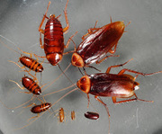 Pest Control Services in Malad- Sadguru Pest Control