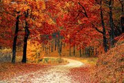 Autumn in kashmir: when green turns to gold