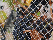 Bird Spike Services in Viman Nagar - Angad Bird Netting