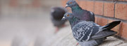  Bird Spike Services in Wagholi - Angad Bird Netting