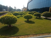 Landscape design and consultancy,  garden development and housekeeping
