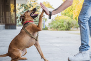 Best Pet Training Services - pawpurrfect