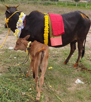 Gosamrakshana Service in Telangana | goseva.in