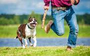 Dog bite lawyer Canada