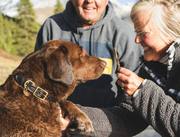 The Easy way to Best Dog Training in Delhi