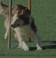 Dog Training in Delhi - Bring the good boy out!