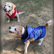 Buy Online Winter Jecket for Your Cat & Dog in Best Price.