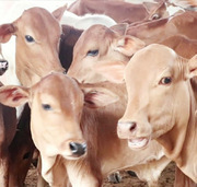 Protection of Gomata | Goseva