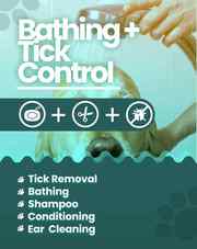 Pet grooming service at home Mumbai