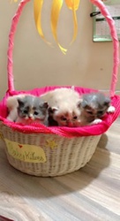 Persian Cat for Sale