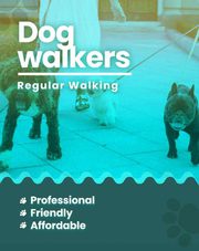 Dog walking Jaipur 