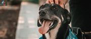 Dog Care Center In Delhi Gurgaon Noida