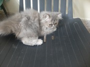 Persian kitten for sale 