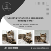 Buy Purebred Siberian kittens in Bangalore