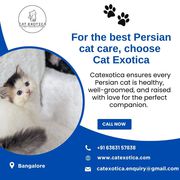 Persian kittens for sale in Bangalore