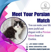 Persian Cat in Bangalore|Best Persian Cat in Bangalore