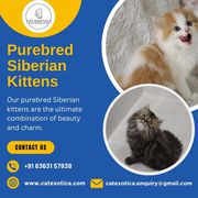 Siberian Cat in Bangalore|Siberian Cat Sale in Bangalore