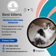 Cats and Kittens for Sale in Bangalore|Buy Kittens in Bangalore