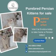 Cat Exotica|Persian kittens in Bangalore