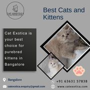 Cats for Sale in Bangalore|Best Cat in Bangalore