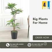  Big Plants for Home: Elevate Your Space with Lush Greenery
