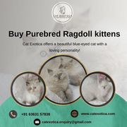 Buy Ragdoll Kittens in Bangalore