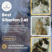 Best Siberian Cat in Bangalore | Buy Siberian Cat in Bangalore