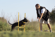  Ultimate Pet Care Solutions - Puppies,  Groomers,  Training,  and Suppli