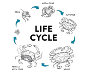 Soft shell crab farming