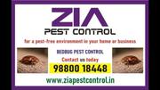 Bed Bugs Pest Treatment | Two services provided 100% result | 9047