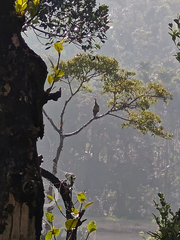 Homestay the Mudigere